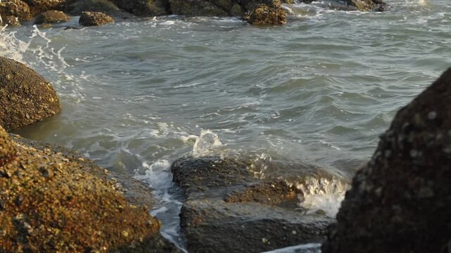 Ocean waves lapping between dark barnacle covered rocks at the shoreline with golden light reflecting on rippling water