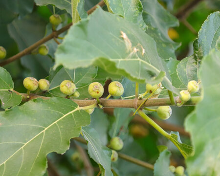 Close-up photo showing the natural arrangement of small green wild fig fruits along a tree branch in a vibrant botanical environment.