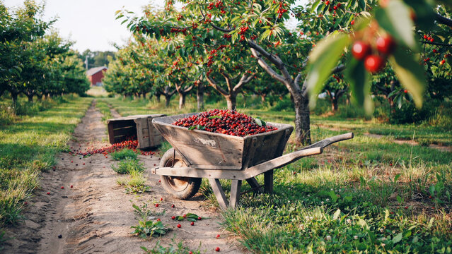 Wooden wheelbarrow full of freshly harvested red cherries