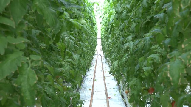 Greenhouse with tomato plants. Young tomato plant grown in a greenhouse. Industrial greenhouse to grow tomatoes vegetables.  

