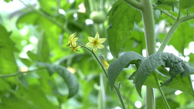 Macro close-up of yellow tomato flowers in bloom, detailed trichomes on green stem.  Close-up of bright yellow tomato flowers and buds blooming on a hairy green stem in a greenhouse garden setting
