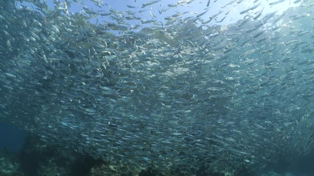 silversides  under sun shine and beams underwater silverside fish school wavy sea protection backgrounds Atherina boyeri)