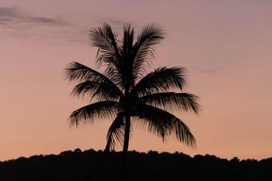 palmera, atardecer, nubes