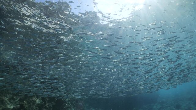 silversides  under sun shine and beams underwater silverside fish school wavy sea protection backgrounds Atherina boyeri)