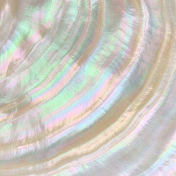 Close up natural nacre abalone shell surface showing luminous pearlescent rainbow iridescence