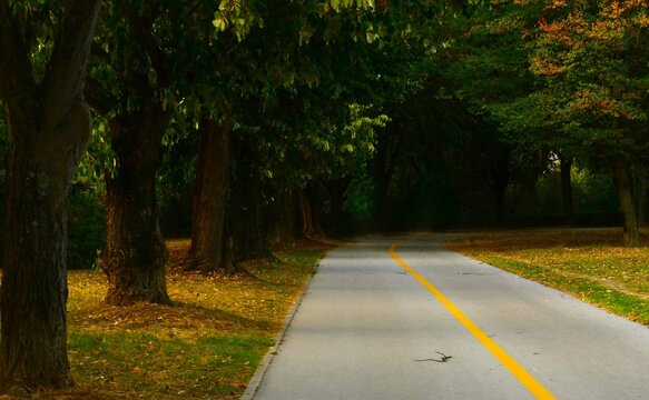 A quiet tree-lined avenue with a marked path with autumn trees, autumn peaceful places background