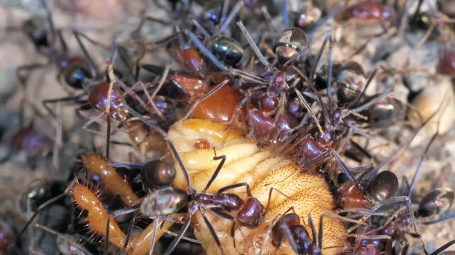 AUSTRALIA - 9.15.2026 - Close-up of ants attacking a grub.