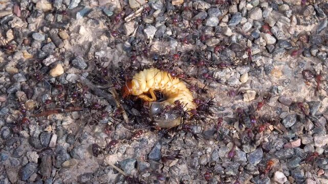 AUSTRALIA - 9.15.2026 - A swarm of ants attacks a grub.