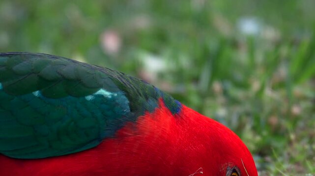 AUSTRALIA - 9.15.2026 - Close-up of an Australian king parrot feeding on grass.
