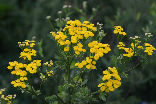 Close-up of a blooming tansy herb botanically know as Tanacetum vulgare. It is a perennial plant from the Asteraceae family.