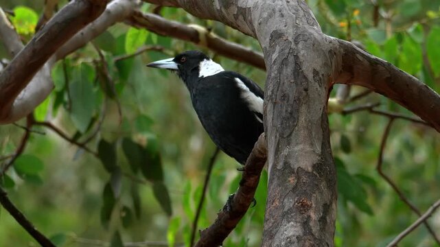 AUSTRALIA - 9.15.2026 - An Australian magpie calls out an alarm from its tree.