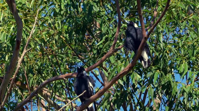 AUSTRALIA - 9.15.2026 - An Australian magpie chirps from a tree in Australia as the breeze waves the branches.