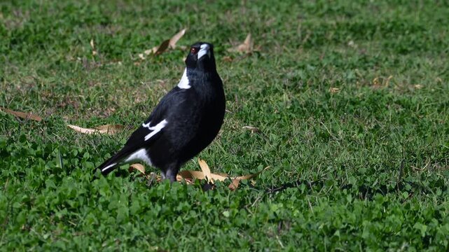 AUSTRALIA - 9.15.2026 - An Australian magpie chirps before feeding on some grass.