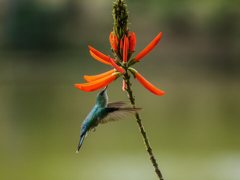Beija-flor de cor verde azulada se alimenta em flor de cor vermelha.