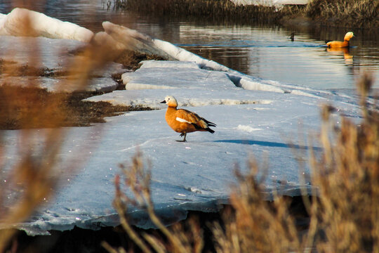 A grebe on the ice