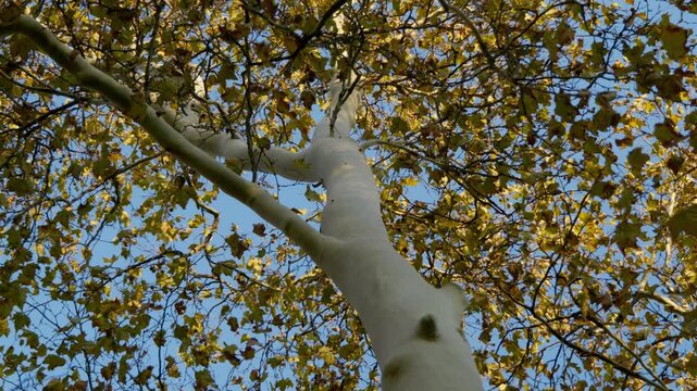 sycamore tree trunk and autumn foliage against blue sky low angle view, plane tree with golden leaves looking up perspective, autumn sycamore tree canopy and trunk under clear blue sky