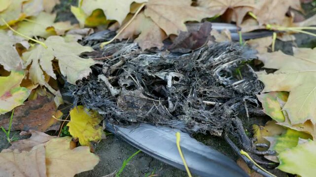 dead bird skeleton and feathers among autumn maple leaves macro view, decomposing bird remains with bones and feathers on autumn leaves ground, bird skeleton close up on ground covered with yellow map