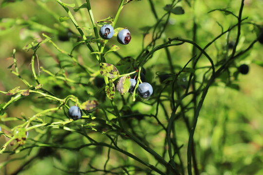Blueberries hang from the branches in a summer forest.