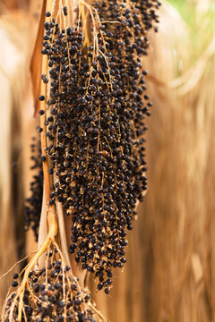 Cluster of seeds hanging from a Washingtonia palm tree