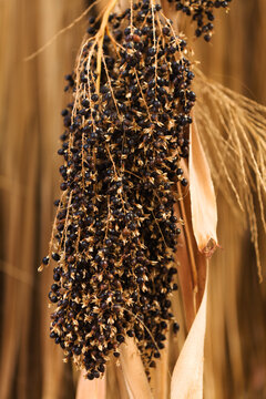Cluster of seeds hanging from a Washingtonia palm tree