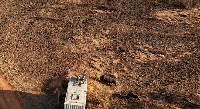 Aerial view of a hippopotamus mother and calf being released from a transport crate into a dry wilderness habitat with a wildlife worker in Vaalwater, Limpopo, South Africa.
