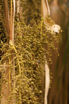 Cluster of seeds hanging from a Washingtonia palm tree