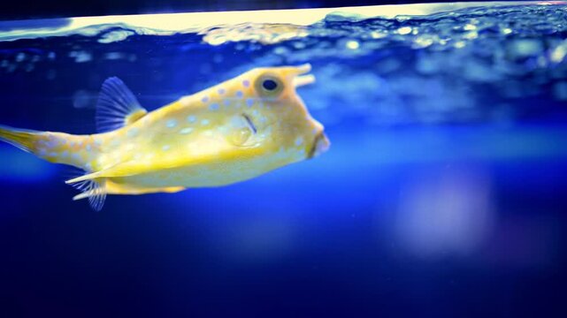 Yellow Cowfish Gliding Beneath Reflections in a Blue Aquarium