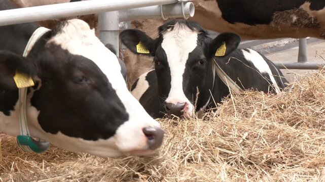 Row of cows eating hay in cowshed on dairy farm. Black and white Holstein cows eating hay peeking through stall fence on livestock farm
