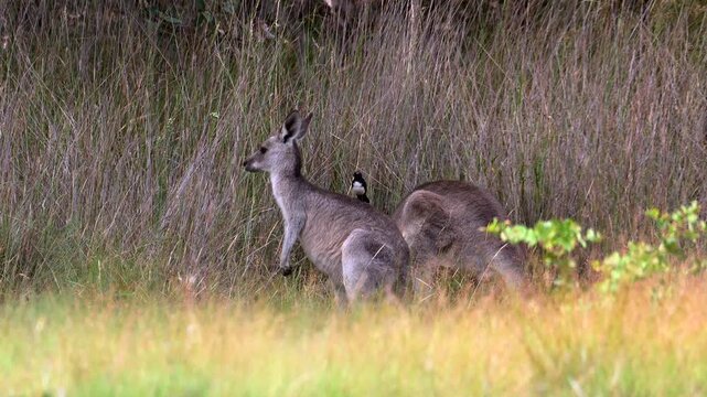 AUSTRALIA - 9.15.2026 - Eastern Gray Kangaroos rest in the grasslands, and a Wilie wagtail bird uses one of their backs as a perch to hunt from.