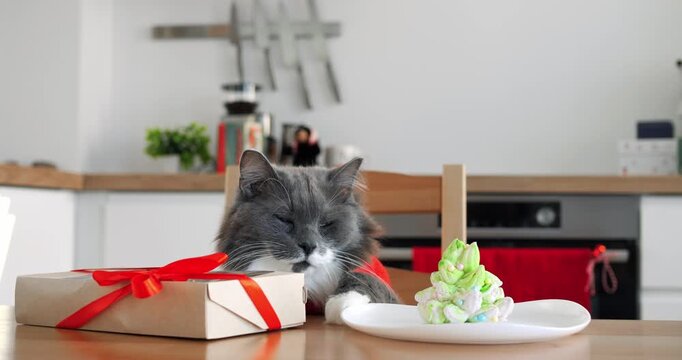 Fluffy domestic cat sits patiently behind wooden table with wrapped gift and Christmas tree shaped dessert, looking curiously around bright modern kitchen. sheremetyevo international airport