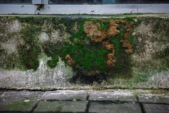 Moss and algae colonization beneath window on wet concrete wall, organic growth, damp surface and natural weathering caused by persistent exterior moisture