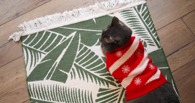 Funny pet cat wearing red snowflake sweater rests comfortably on green patterned rug indoors. Cute domestic feline lies quietly on living room floor during peaceful winter holiday dressup.