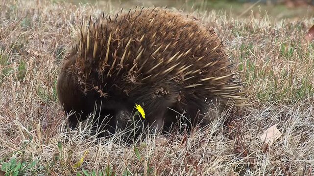 TASMANIA - 9.15.2026 - A short-beaked echidna roots around for food.
