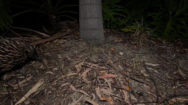 AUSTRALIA - 9.15.2026 - An echidna searches for prey at night.