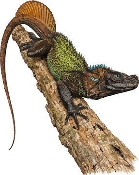 Hydrosaurus celebensis illustration art