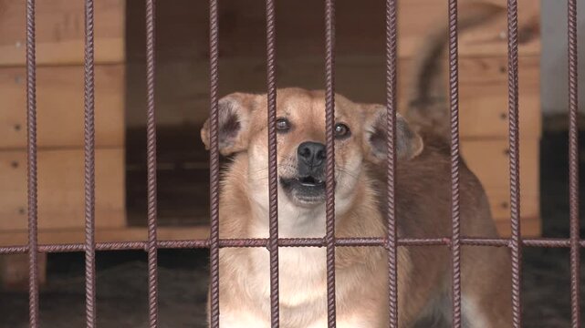 abandoned dog with sad look behind metal grate in dog shelter, pet care, dog care. Domestic, pet and animal rescue for charity with need for care, support and love or protection