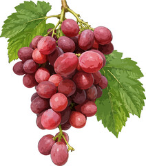 Fototapeta premium bunch of red grapes Vitis vinifera illustration art