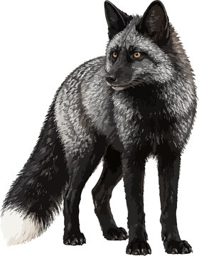 Vulpes vulpes illustration art