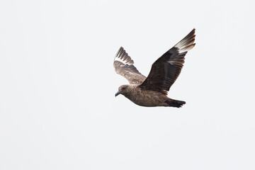 Fototapeta premium adult great skua (stercorarius skua) in flight and activly moulting, found offshore at the German Beight / North Sea