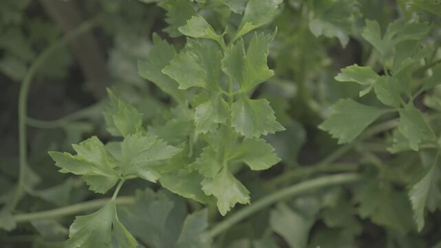 Fresh green leafy herb plants growing naturally in an organic vegetable garden. Close-up view of healthy green foliage with a soft natural background and shallow depth of field. 