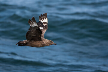 Fototapeta premium adult great skua (stercorarius skua) in flight and activly moulting, found offshore at the German Beight / North Sea