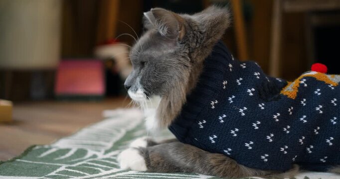 Bored dressed pet rests comfortably on woven carpet indoors wearing patterned sweater. Fluffy gray cat maintains calm posture while observing cozy living room interior during festive holiday.