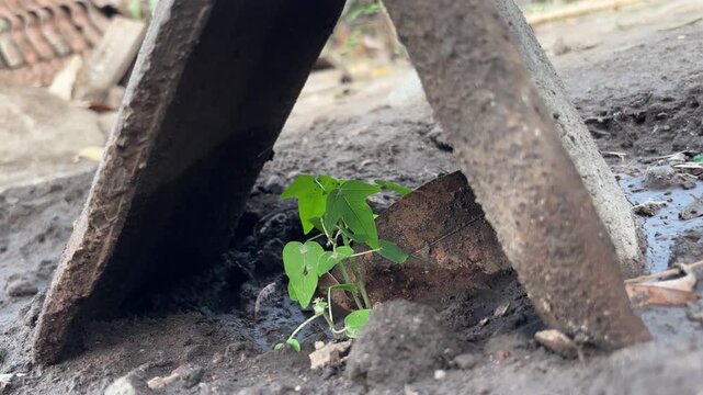 Small Green Plant Growing Under Concrete Slabs Symbolizing Resilience and Growth