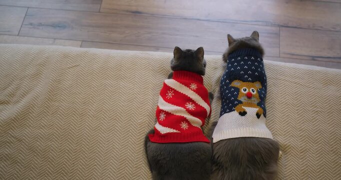 Two domestic cats wearing festive knitted sweaters sit side by side on sofa indoors. Domestic feline care concept shows cute pets dressed in holiday clothing enjoying quiet winter moments.