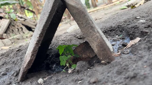 Small Green Plant Growing Under Concrete Slabs Symbolizing Resilience and Growth