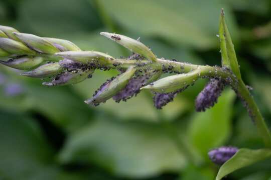 Close-up of green hosta buds covered with black aphids and a single ant on the stem. Great for entomology photography, garden pest studies, and biological nature observation art.