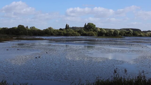 the daily life of waterfowl at Attenborough Nature Reserve, Nottingham, UK. Gees, ducks, swans on the lake. 