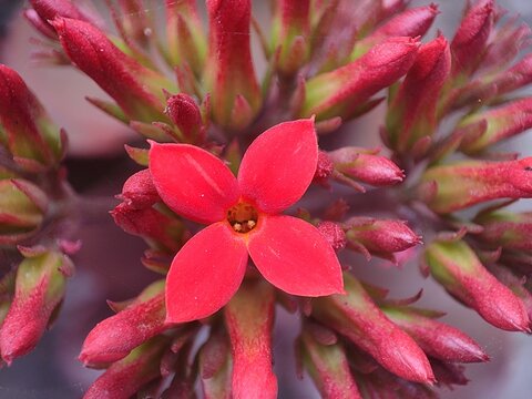 Closeup of a vibrant red kalanchoe blossfeldiana flower in full bloom surrounded by numerous unopened flower buds