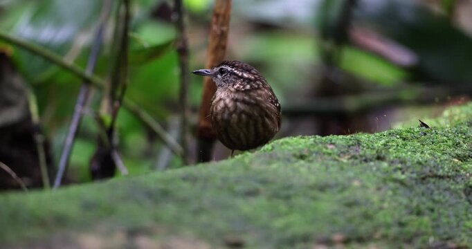 Eyebrowed Wren-Babbler perched on a bamboo branch in the tropical rainforest of Borneo, Malaysia.