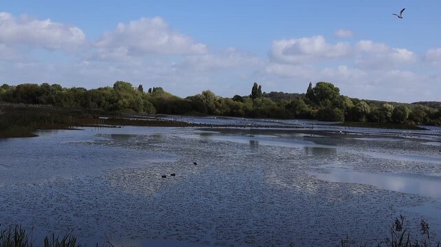 the daily life of waterfowl at Attenborough Nature Reserve, Nottingham, UK. Gees, ducks, swans on the lake. 